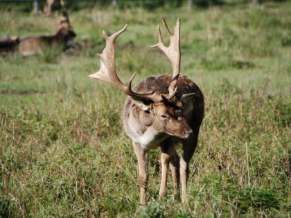 Photo: parks and recreation, Moritzburg Reserve, Saxony