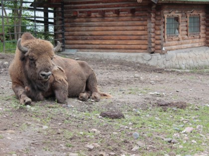 Photo: other places, RoevRucheyZoo, Krasnoyarsk