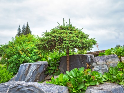 Photo: parks and recreation, other places, Central Siberian Botanical Garden, Novosibirsk