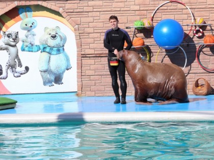 Photo: parks and recreation, Dolphinarium "Aquatoria" , Sochi