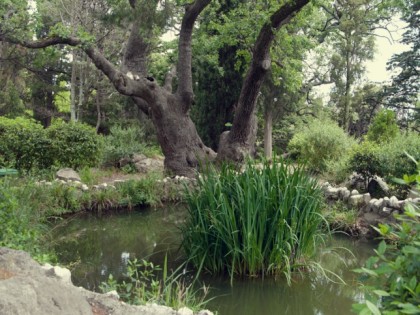 Photo: parks and recreation, Foros park , Yalta