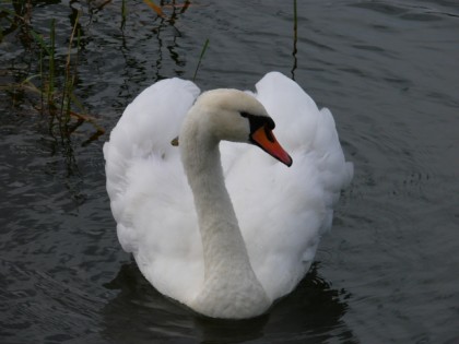 Photo: other places, Yaroslavl Zoo, Yaroslavl