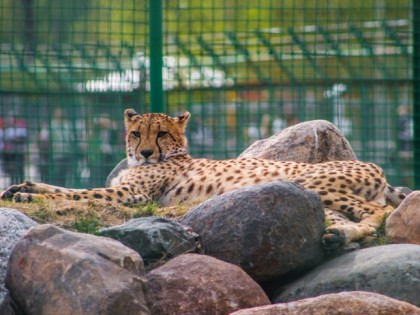 Photo: other places, Yaroslavl Zoo, Yaroslavl