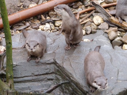 Photo: other places, Sea Life Aquarium Oberhausen , North Rhine-Westphalia