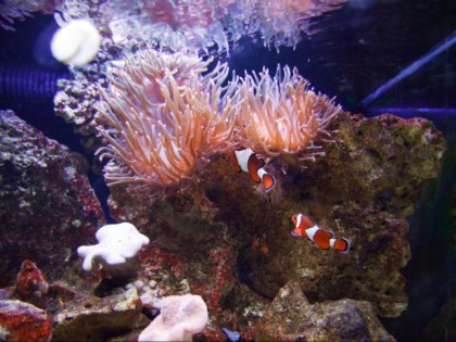 Photo: other places, Sea Life Aquarium Oberhausen , North Rhine-Westphalia