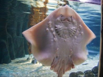 Photo: other places, Sea Life Aquarium Oberhausen , North Rhine-Westphalia