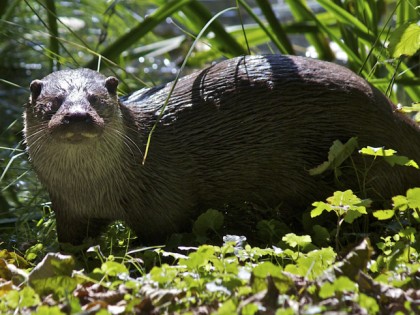 Photo: parks and recreation, Wild Nature Park “Anholt Switzerland” , North Rhine-Westphalia