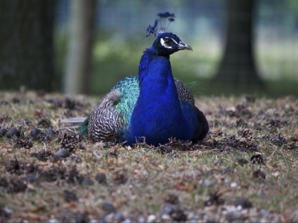 Photo: parks and recreation, Wild Nature Park “Anholt Switzerland” , North Rhine-Westphalia