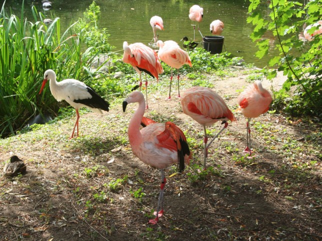 Rostock Zoo Zoologische Garten Rostock Description Photos On