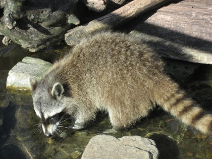 Photo: parks and recreation, Zoo at the North Sea, Bremen