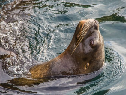 Photo: parks and recreation, Zoo at the North Sea, Bremen