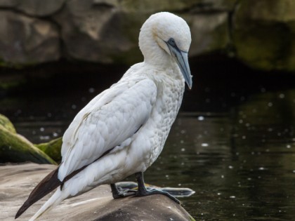 Photo: parks and recreation, Zoo at the North Sea, Bremen